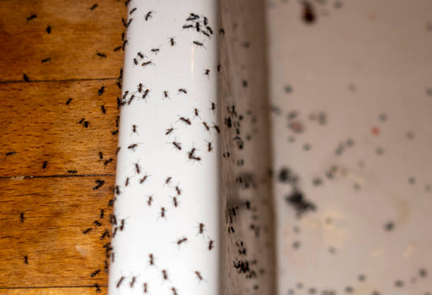 Wasp Removal Services in West Van Lear, KY
