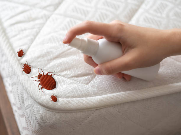 Flea Control Services in West Van Lear, KY