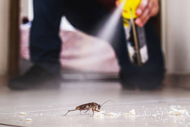 Reliable West Van Lear, KY Pest Control Solutions